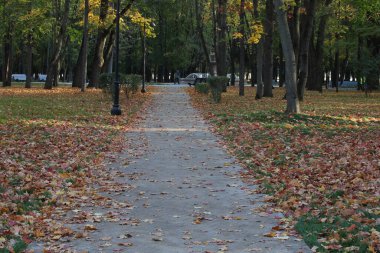Parkın yolu düşen yapraklarla kaplıydı. Sonbahar manzarası. Mevsimleri değiştirme kavramı.