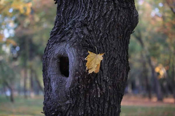 A large hole in a tree on the autumn background of a Park with colorful foliage.Image of a hollow tree on the trunk of an oak close-up with one yellow leaf stuck on the bark