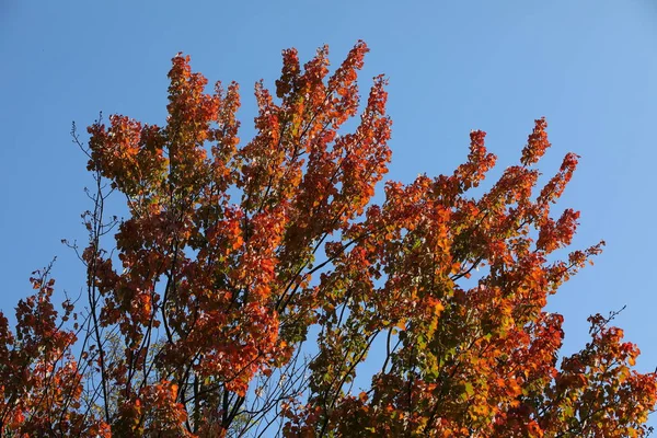 Autumn maple leaves isolated.The top of a tree with variegated foliage against a blue sky.Natural landscape