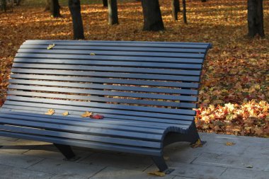 Sonbaharda ıssız bir parkta, yaprakları dökülen boş bir ahşap bankın yakınında. Ağaçların arasında güneş ışığı çizgileri var.
