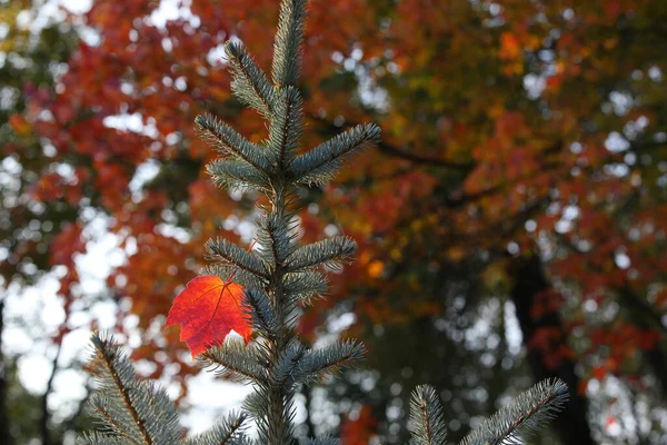 One Orange Leaf Needles Christmas Tree Falling Autumn Leaves Blurry — Stock Photo, Image