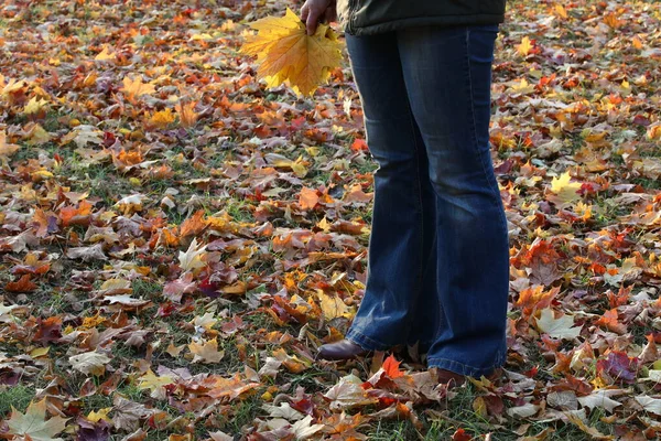 Personne Tient Sur Sol Recouvert Feuilles Multicolores Tombées Rouge Orange — Photo