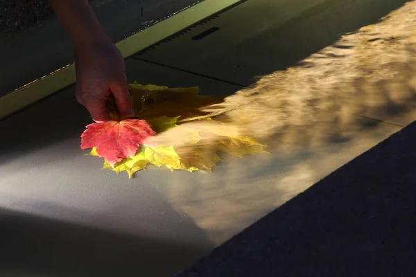 Mão Com Folhas Iluminadas Por Uma Lâmpada Água Folha Amarela — Fotografia de Stock