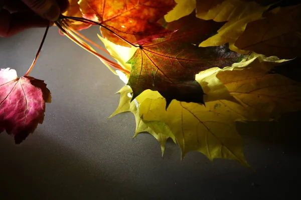 Autumn Leaves Lie Water Illuminated Yellow Red Orange Sunken Leaf — Stock Photo, Image