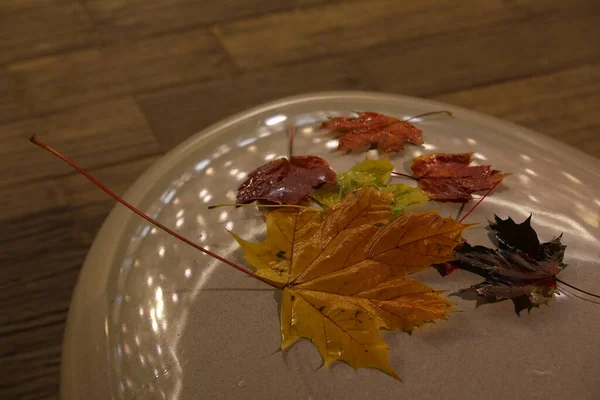 Feuilles Isolées Feuille Érable Humide Avec Des Gouttes Sur Panneau — Photo