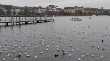 İsviçre, Zürih 'teki bir gölden kalkan büyük bir martı sürüsü. Arka planda küçük bir tekne hareket eder. Gölün karşısında tipik binalar var..