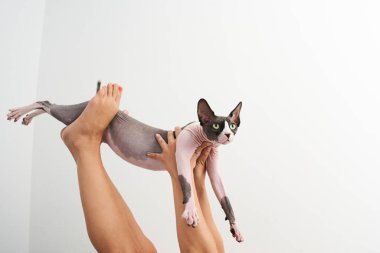 Beyaz bir arka planda bir kadının elleri ve ayaklarıyla tutulan bir sfenks kedisinin portresi..