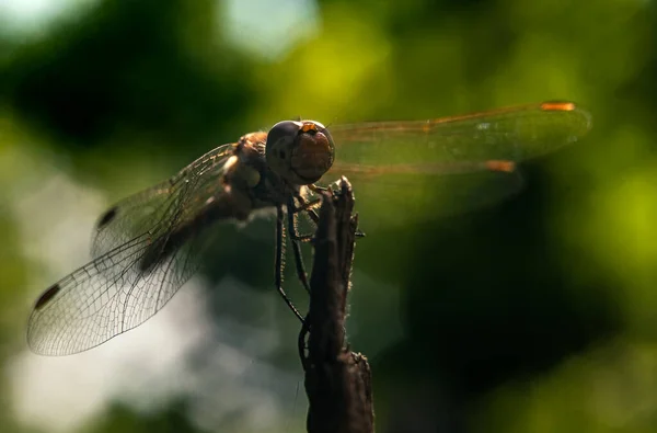 Close Dragonfly Sitting Split Tree Stump Blurred Background Sun — Stock Photo, Image