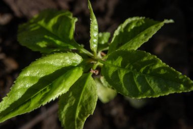 Genç sulu ve yeşil yapraklar topraktan filizlenen bir ağaçta.