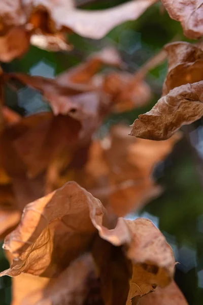 Suché Listy Větvi Zelené Šťavnaté Zeleň Pozadí — Stock fotografie