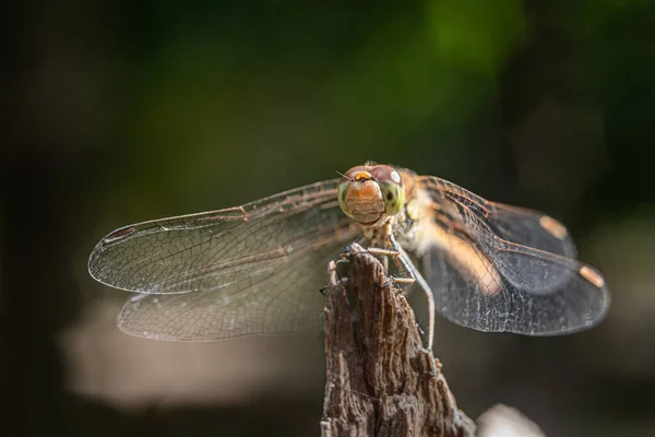 Close Dragonfly Sitting Split Tree Stump Blurred Background Sun — Stock Photo, Image
