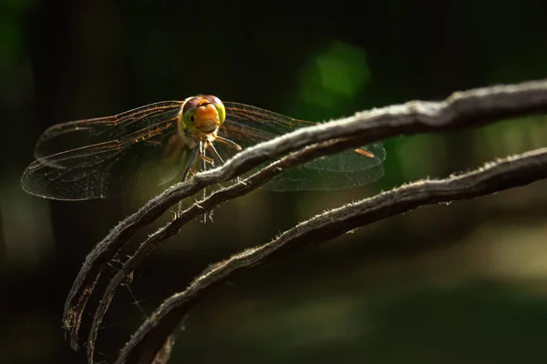 Close Dragonfly Sitting Split Tree Stump Blurred Background Sun — Stock Photo, Image