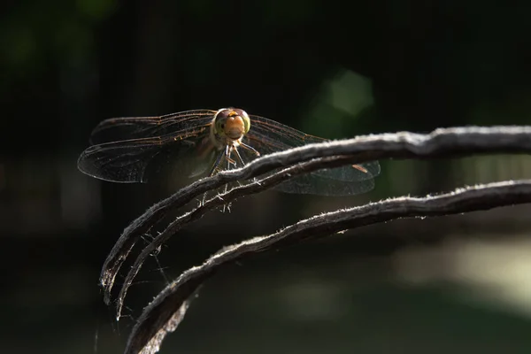 Close Dragonfly Sitting Split Tree Stump Blurred Background Sun — Stock Photo, Image