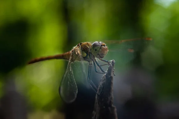 Close Dragonfly Sitting Split Tree Stump Blurred Background Sun — Stock Photo, Image