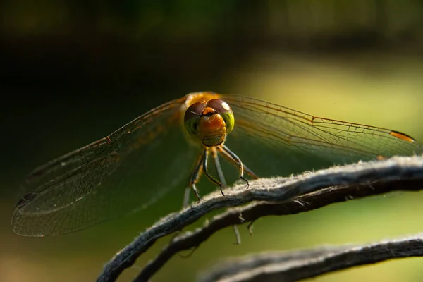 Close Dragonfly Sitting Split Tree Stump Blurred Background Sun — Stock Photo, Image