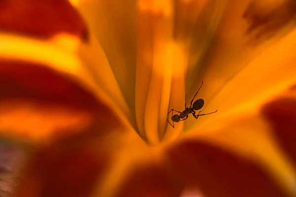 Ant Crawls Bright Orange Reddish Shade Lily Flower Bud — Stock Photo, Image