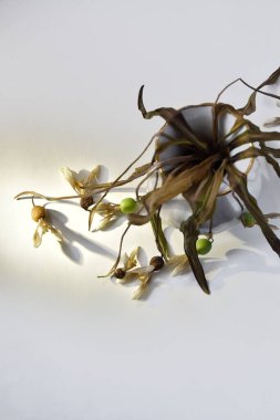 Vazodaki kurumuş kar damlaları beyaz bir zemine gölge düşürüyor.