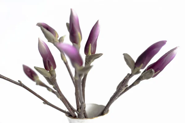 Twig Blossoming Flowers Purple Magnolia Vase — Stock Photo, Image