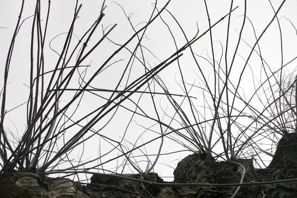 Gorgon Denizanasına Benzeyen Bir Kış Ağacı — Stok fotoğraf