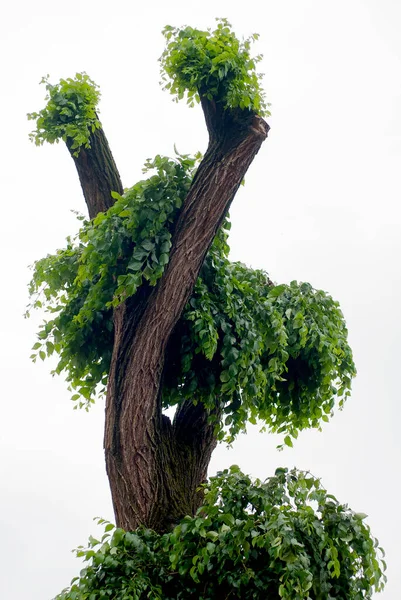 Energi Kehidupan Setelah Pemangkasan Yang Kuat Batang Pohon Tumbuh Dengan — Stok Foto