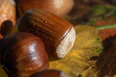 Çerçevenin ortasında fındıklı fındıklar renkli sonbahar yapraklarının arka planında damlacıklar halinde.