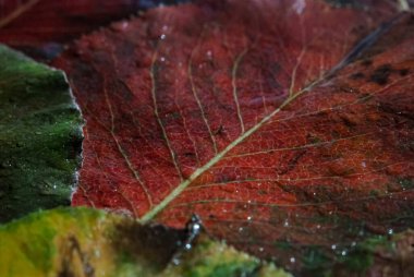 Renkli sonbahar yaprakları su damlacıklarıyla kaplıdır.