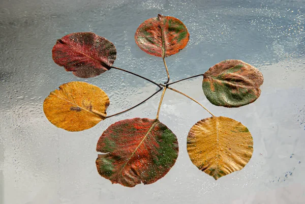 Autumn colored pear leaves lie in the form of a circle leg to leg from the center