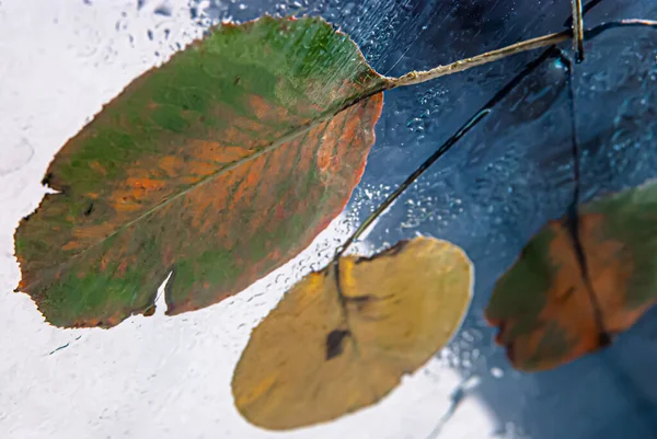Podzimní Barevné Hruškovité Listy Leží Středu Podobě Kruhové Nohy Noze — Stock fotografie