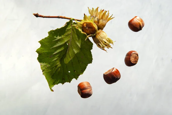 Maturare Frutta Nocciola Con Foglie Verdi Mazzo Noci Nelle Vicinanze — Foto Stock