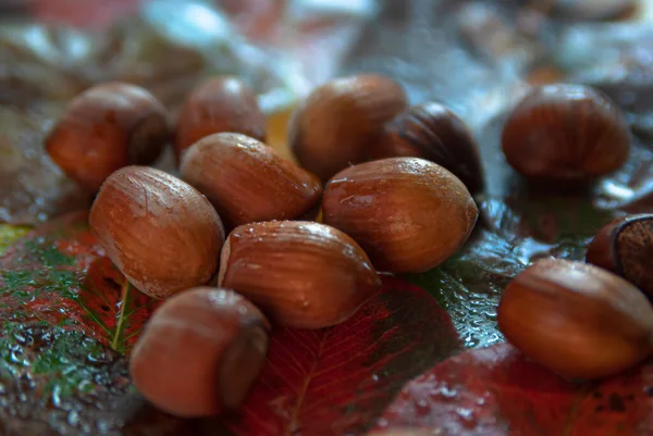 Hazelnoot Hazelnoten Het Midden Van Het Frame Tegen Achtergrond Van — Stockfoto