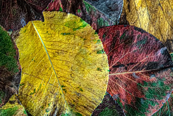 Mnohobarevné Podzimní Listí Zblízka Kapkách Vody — Stock fotografie