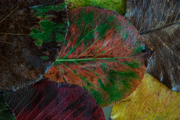 Mnohobarevné Podzimní Listí Zblízka Kapkách Vody — Stock fotografie