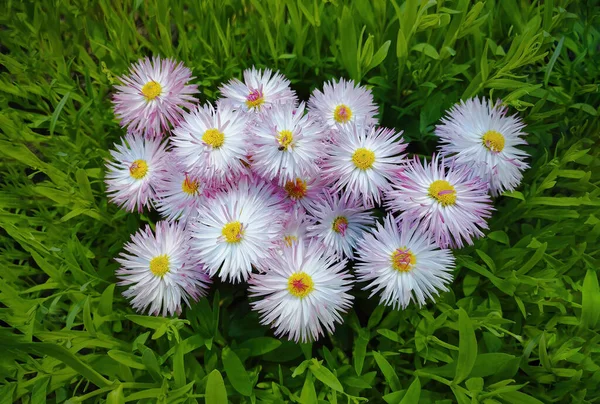 Erigeron flowers, small petals in the center of the frame, green grass around