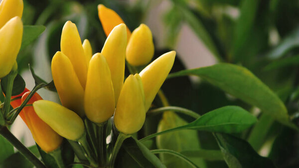 Крупный план желтого перца чили на растении в винтажном стиле