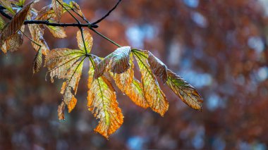 Sonbahar kestanesi yaprakları yağmur damlalarıyla kaplı bir dalda bulanık bir bokeh arka planda