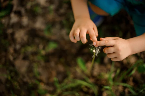 Niedliche Kleine Kinderhände Berühren Einen Geblasenen Löwenzahn Auf Dem Hintergrund — Stockfoto