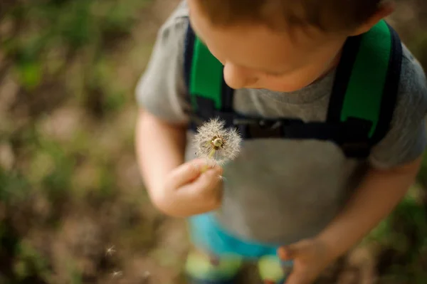 Draufsicht Auf Einen Netten Kleinen Jungen Der Einen Weißen Löwenzahn — Stockfoto