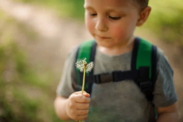 Kleiner Junge Mit Einem Rucksack Bläst Einen Weißen Löwenzahn Einem — Stockfoto