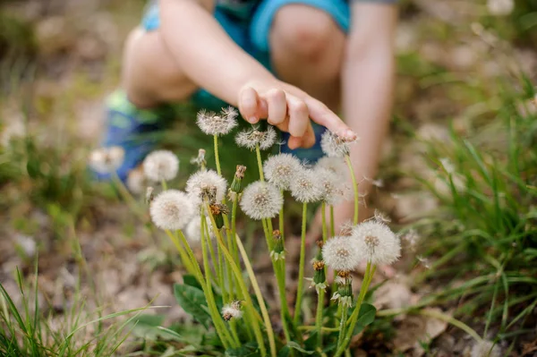 Kleine Kinderhand Die Einem Frühlingstag Park Weiße Löwenzahnblumen Berührt — Stockfoto