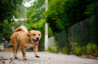 Asfalt walkpath yerli zencefil rengi köpek
