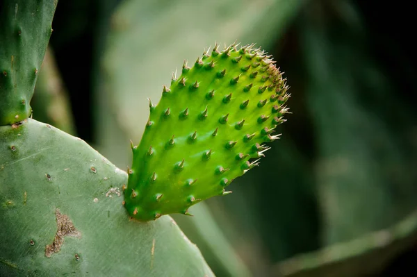 Big cactus blad med nya blad på den på den suddig bakgrunden — Stockfoto