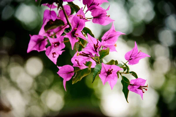 Verbazingwekkend mooi tak van heldere kleurrijke violette bloemen — Stockfoto