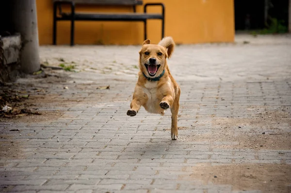 Cão Cor Gengibre Doméstico Correndo Asfalto Tijolos Walkpath Fundo Rua — Fotografia de Stock