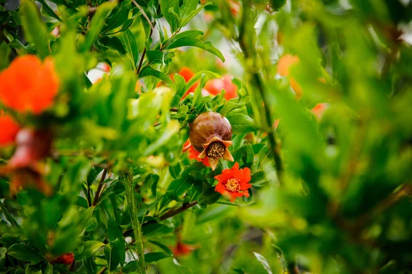 Verbazingwekkend mooi tak van een groene plant met een oranje bloem — Stockfoto