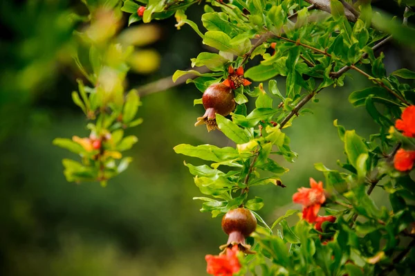 Branch of a green plant with an orange flower of a pomegranate — Stock Photo, Image