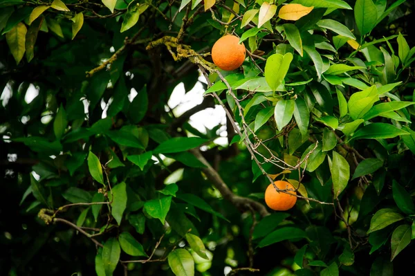 Branch of a green plant with an orange fruit — Stock Photo, Image