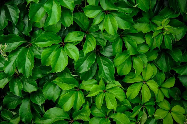 Дивовижно красива кущова стіна зеленої рослини — стокове фото