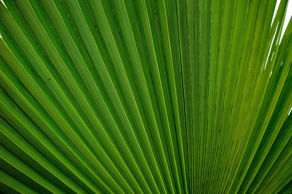 Абстрактне зображення зеленого пальмового листа для тла — стокове фото