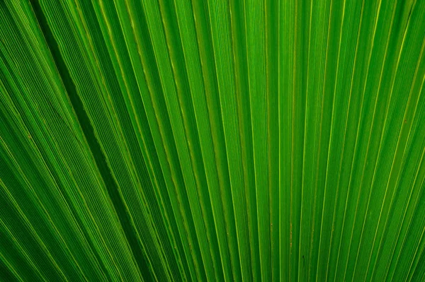 背景の緑のヤシの葉の抽象的なイメージ — ストック写真