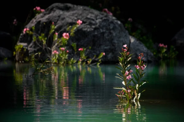 Mooie water bloemen in de prachtige vijver — Stockfoto